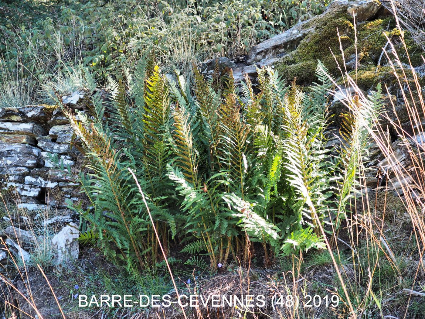 Fern, Mountain Male plant